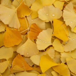 Die Gesundheitspraxis Kathrin Engel 