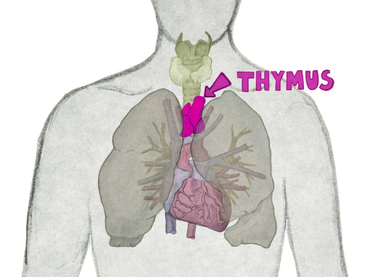 Die Gesundheitspraxis Kathrin Engel — Infothek Die Gesundheitspraxis